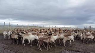 Reinflokk i reingjerdet på Nordkyn  Lyden av reinsdyr [upl. by Mellitz]