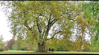 ARBRE REMARQUABLE LE PLUS VIEUX PLATANE DU DOMAINE DE VERSAILLES [upl. by Nahtanha848]