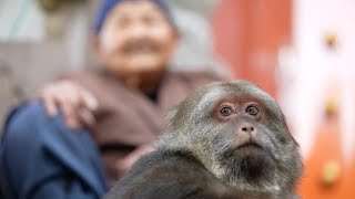 Heartwarming story of adorable one armed monkey attracts crowds of visitors [upl. by Nwahs]