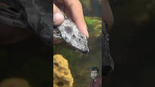 Manvi vlogs aquarium fish fishing fishtank goldfish plecofish pets catfish funny funteddy [upl. by Ottinger]