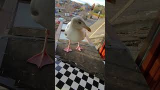 Update On My Pet Seagulls Cracked Beak 🥹 [upl. by Cavan]