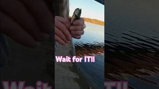 Are Bullheads Mean bullhead fishing fish catfish [upl. by Kinch]