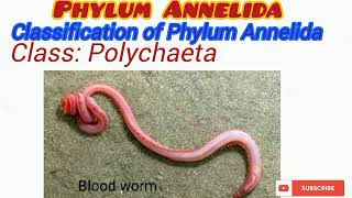 Phylum Annelida Updated [upl. by Gautea]