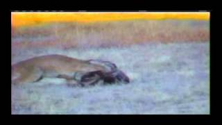 Mountain Lion Takes Down Mature Mule Deer [upl. by Anamor]