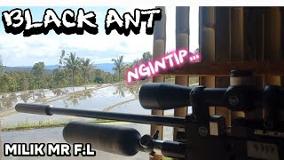 BLACK ANTPOLYMAX A12 LBST 14 GR MK21060 FPS SANGAT GANASMILIK MR FL [upl. by Loralie]