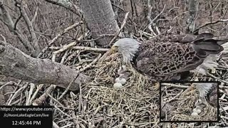 Baby eagle hatches in Northeast Ohio nest at Redwood Elementary School in Avon Lake [upl. by Tilagram]