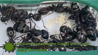 1 year Update on my large Camponotus Modoc colony [upl. by Avlasor]