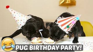 PUG BIRTHDAY PARTY [upl. by Lorrin]