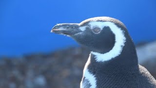 Pingüinos rescatados regresan al mar en Argentina [upl. by Ulyram]