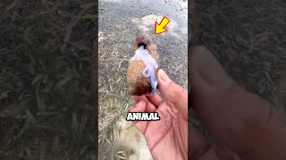 What is it releasing when stroked 😮 animals shorts [upl. by Eelhsa]