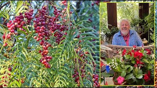 FAUX POIVRIER L’ARBRE PLEUREUR AROMATIQUE QUI PRODUIT DES BAIES ROSES Le Quotidien du Jardin N°381 [upl. by Boony289]