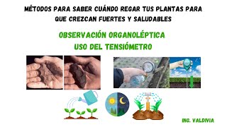 Métodos para saber cuándo Regar tus plantas 🌱💧Observación organoléptica y Uso del tensiómetro [upl. by Vtehsta]