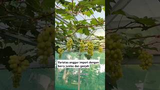 Varietas anggur import dengan berry jumbo dan genjah  varietas Transfigurasi anggur fruit garden [upl. by Serilda800]