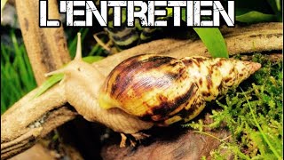 entretien des achatina fulica [upl. by Aleuqahs]