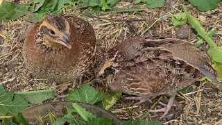 Bobwhite Quail 🌿🐤 [upl. by Intosh]