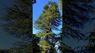 A Tree with Style  Rare Trishul Shaped Deodar Tree tree nature naturelovers travel [upl. by Benge257]