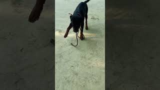 Rottweiler dog attack rottweiler pitbull doglover viralvideo shorts short dogshorts labrador [upl. by Eikcor]