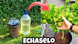 CÍTRICOS con  FLORACIÓN 🍋 FRUTOS y Crecimiento con este abono casero orgánico para plantas y huerto [upl. by Eevets]