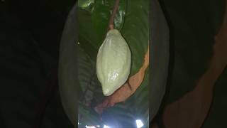 Cocoa fruit  home  shorts video [upl. by Jeavons]