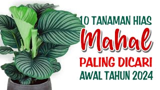 10 Tanaman Hias Mahal Paling Dicari di Awal Tahun 2024 [upl. by Dolan]