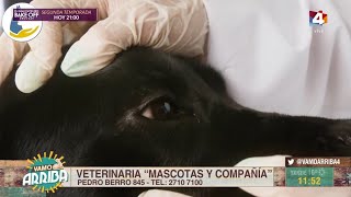 Vamo Arriba  ¿Cómo curar la conjuntivitis en perros y gatos [upl. by Nyladnor938]