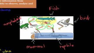 5 Vertebrate forelimbs HSC biology [upl. by Shakespeare708]