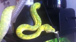 Green Tree Python amp Emerald Tree Boa [upl. by Russel]