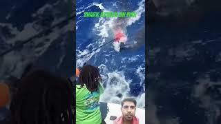 Shark attack on fish shark fish ocean love fishing shorts trending [upl. by Adnima]