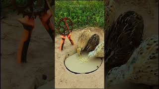 How to make a bird trap using metal cutting boards and cardboard shorts [upl. by Atsyrhc877]