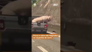 Porco e cabra são flagrados na caçamba de carro Shorts [upl. by Aivul992]