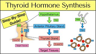 Thyroid Hormone Synthesis StepByStep Pathway Physiology Explained [upl. by Berkin]