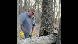 Felling rotting oak leaner chainsaw firewood felling [upl. by Lander]