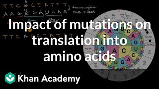 Impact of mutations on translation into amino acids  High school biology  Khan Academy [upl. by Nosyaj]