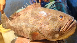 10 KG Giant Monster Hamour Fish Cutting skills In Fish Market  Fish Cutting Live [upl. by Jakob]