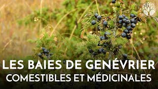 Les baies de genévrier sont comestibles et médicinales [upl. by Moynahan805]