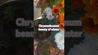 chrysanthemum guledaudi wintergarden gardengardening flowers facts nature houseplants [upl. by Palmer]