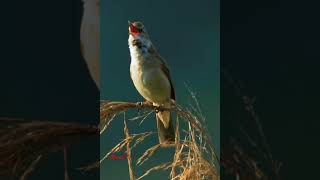 Great reed warbler callbirds birdsoundsbirdlovermamatv [upl. by Nile532]