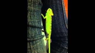 Baby Chameleon changing color [upl. by Junina]