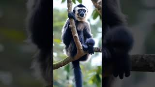 Gibbon Monkey gibbon monkey monkeybaby monkeyvideo animal wildlife nature shorts ytshorts [upl. by Innaig]