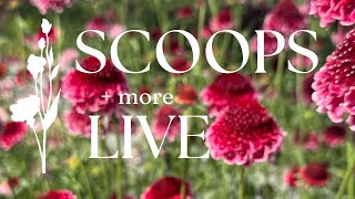 How To Grow Scoop Scabiosa Veronica Gypsophila for Cut Flowers with Farmer Bailey [upl. by Hgielanna]