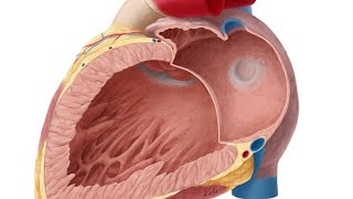 anatomy of thorax heart right atrium right ventricle [upl. by Ettenyl283]