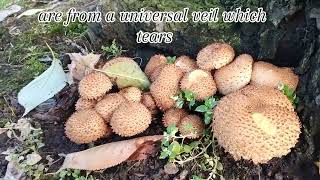 Pholiota Squarrosa Fungi fungi mushroom pholiotasquarrosa autumn nature england walking dog [upl. by Nnaeirelav]