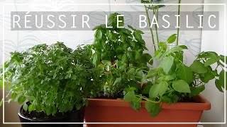 🌿 AROMATIQUES  CULTIVER LE BASILIC EN POT 👩🏼‍🌾 [upl. by Gavra]