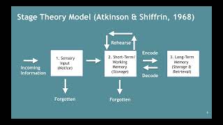 Memory–Atkinson amp Shiffrins Stage Theory Model 252 [upl. by Harolda]