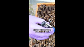 Buy Queen Bees Online [upl. by Aneetsirk]