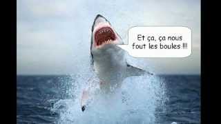 Les Requins des fossiles vivants [upl. by Ralf]