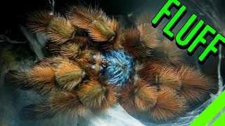 10 FLUFFY Tarantulas YOU HAVE To See To BELIEVE [upl. by Erlina111]