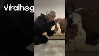 Canine Nail Trimming Lifehack  ViralHog [upl. by Ettennek]