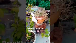 lyrics youtube hibiscuslove flowers gardeningflowers [upl. by Sato140]