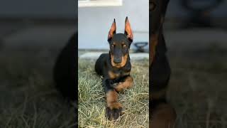 DOBERMAN EAR POSTING JOURNEY  Rocko  EARPOSTKIT [upl. by Ames9]